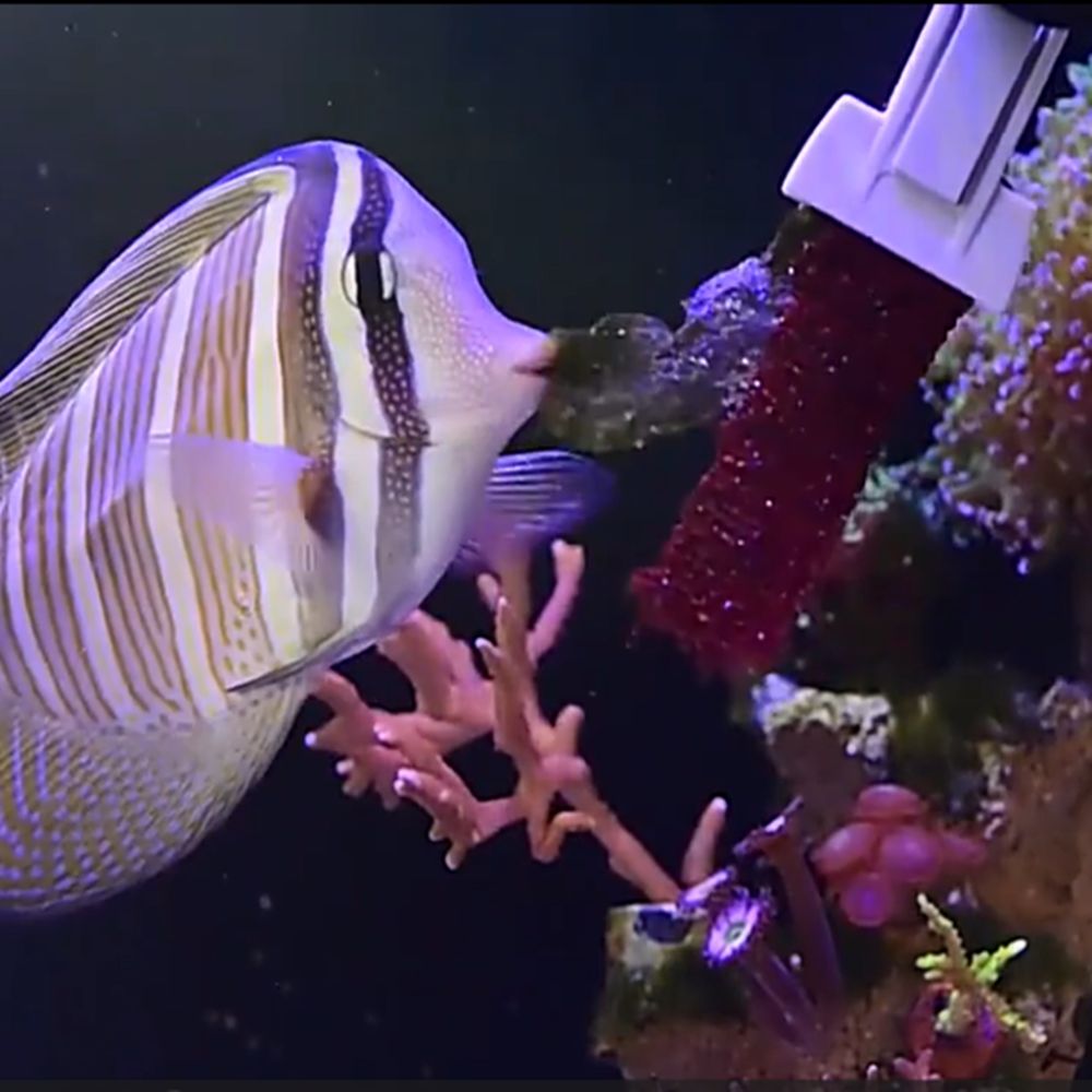 Magnetic Fish Tank Seaweed Veg - Aquarium Marine Services review and price
