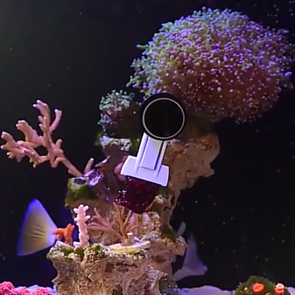 Magnetic Fish Tank Seaweed Veg - Aquarium Marine Services review and price