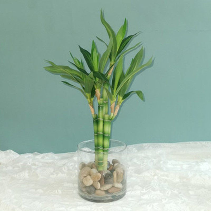 New 40cm Artificial Lucky Bamb - Aquarium Marine Fish review and price