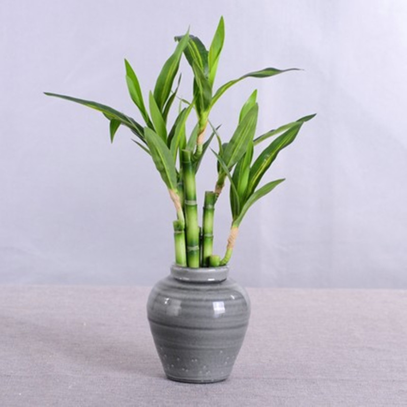 New 40cm Artificial Lucky Bamb - Aquarium Marine Fish review and price